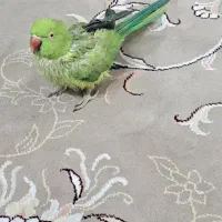 طوطی ملنگو ماده