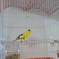 قناری کاملاً سالم|پرنده|تهران, مولوی|دیوار