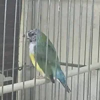 فنج گلدین نر