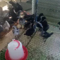 جوجه محلی اصل