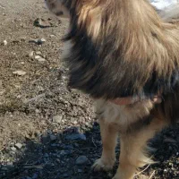 سگه پامرین|سگ|تویسرکان, |دیوار