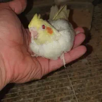 عروس هلندی سرلاکی|پرنده|کنگاور, |دیوار