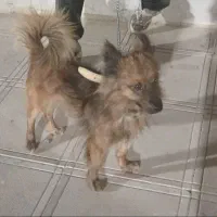 سگ پا کوتاه نر، ماده|سگ|سربیشه, |دیوار