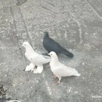 کبوتر|پرنده|تبریز, |دیوار