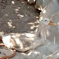 یک جفت اردک نر ماده|حیوانات مزرعه|قم, جوی شور|دیوار