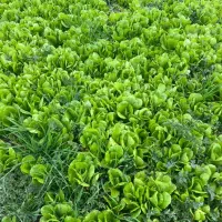 نهال کاهو|خدمات باغبانی و درختکاری|نکا, |دیوار