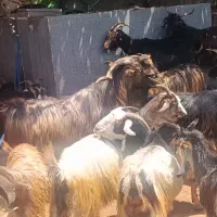 چپش پازن تخمی