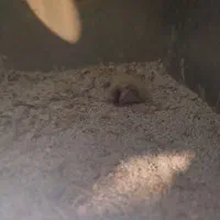 عروس هلندی ،مرغ عشق جفت|پرنده|ساوه, |دیوار