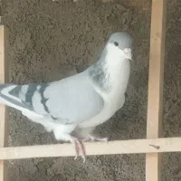 شیش تا حیوان پرشی ب شزط