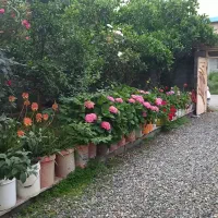 ویلا اجاره ای روزانه|اجارهٔ کوتاه‌مدت ویلا و باغ|املش, |دیوار