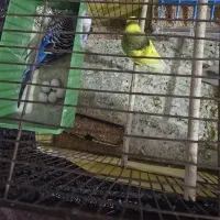 مرغ عشق جفتی چهارصد|پرنده|میبد, |دیوار