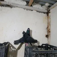 کبوتر جفتگاه رنگه کربلایی و آلمانی|پرنده|مشهد, ابوذر|دیوار