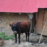 ورزا کوله ( گاو نر)|حیوانات مزرعه|رشت, بلوار گیلان|دیوار