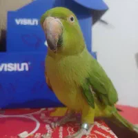 طوطی ملنگو زیر قیمت