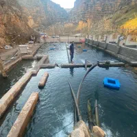 ماهی قزل آلا شیرز