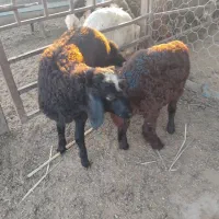 یکی نر یکی ماده
