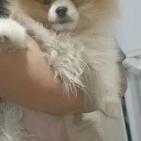 توله پامر خرسی اصیل