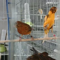 فروش قناری و سهره قناری|پرنده|قزوین, |دیوار