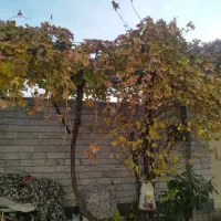 هرس و سمپاشی