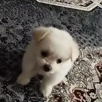توله 2 ماهه