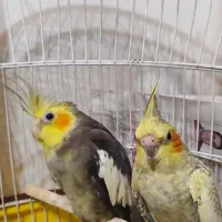 عروس هلندی تخم گذار