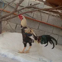 مرغ خروس لاری اصل واگذاری