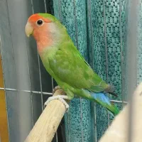 طوطی برزیلی