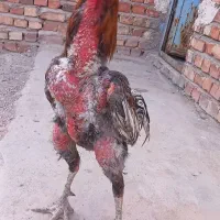 خروس ترک اصل