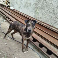 توله گریت دین اصیل