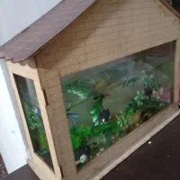 آکواریوم با ماهی