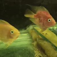 معاوضه ماهی با ماهی|ماهی|شیراز, دروازه اصفهان|دیوار