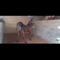 اسب|اسب و تجهیزات اسبسواری|خرمآباد, |دیوار