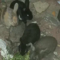 فروش بچه خرگوش ۵عدد