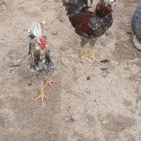 سلام پنج خروس خوشکل گلین وسه عددمرغ