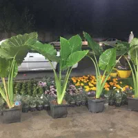 بام سبز،اجرای فضای سبز،دیوارسبز،آلاچیق و آبنما|مصالح و تجهیزات ساختمان|شیراز, نیایش|دیوار