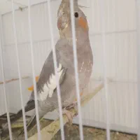 عروس هلندی فول دستی