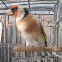 سره جوجه قفس|پرنده|ری, فیروزآباد|دیوار