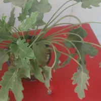 گل برگ انجیری و پتوس|گل و گیاه طبیعی|تهران, افسریه جنوبی|دیوار