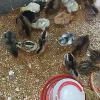 فروش جوجه ۱۵ روزه محلی دونه ۱۵۰ هزار تومان