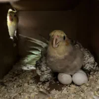 عروس هلندی نر و ماده