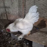 فروش‌خروس‌برهما