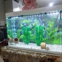 اکواریوم|ماهی|قزوین, |دیوار