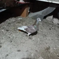 یه برمگس عتیقه صبح گرفتمش