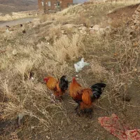 خروس پا پر|حیوانات مزرعه|نوشین شهر, |دیوار