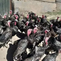 بوقلمون نر محلی سبد کالا