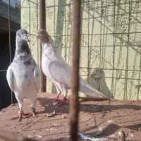 کبوتر پاکستانی لاکا