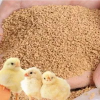 دان مخلوط مرغ تخمگذار