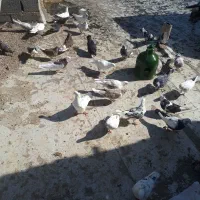 کفتر زیبا  و رنگی