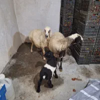 فروش سه عدد بره نر پلواری و دوعد میش بره