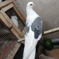 کفتر نوک ریز